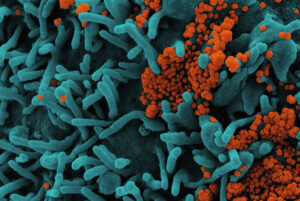 Microbiote